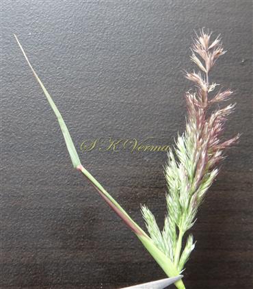  Young inflorescence